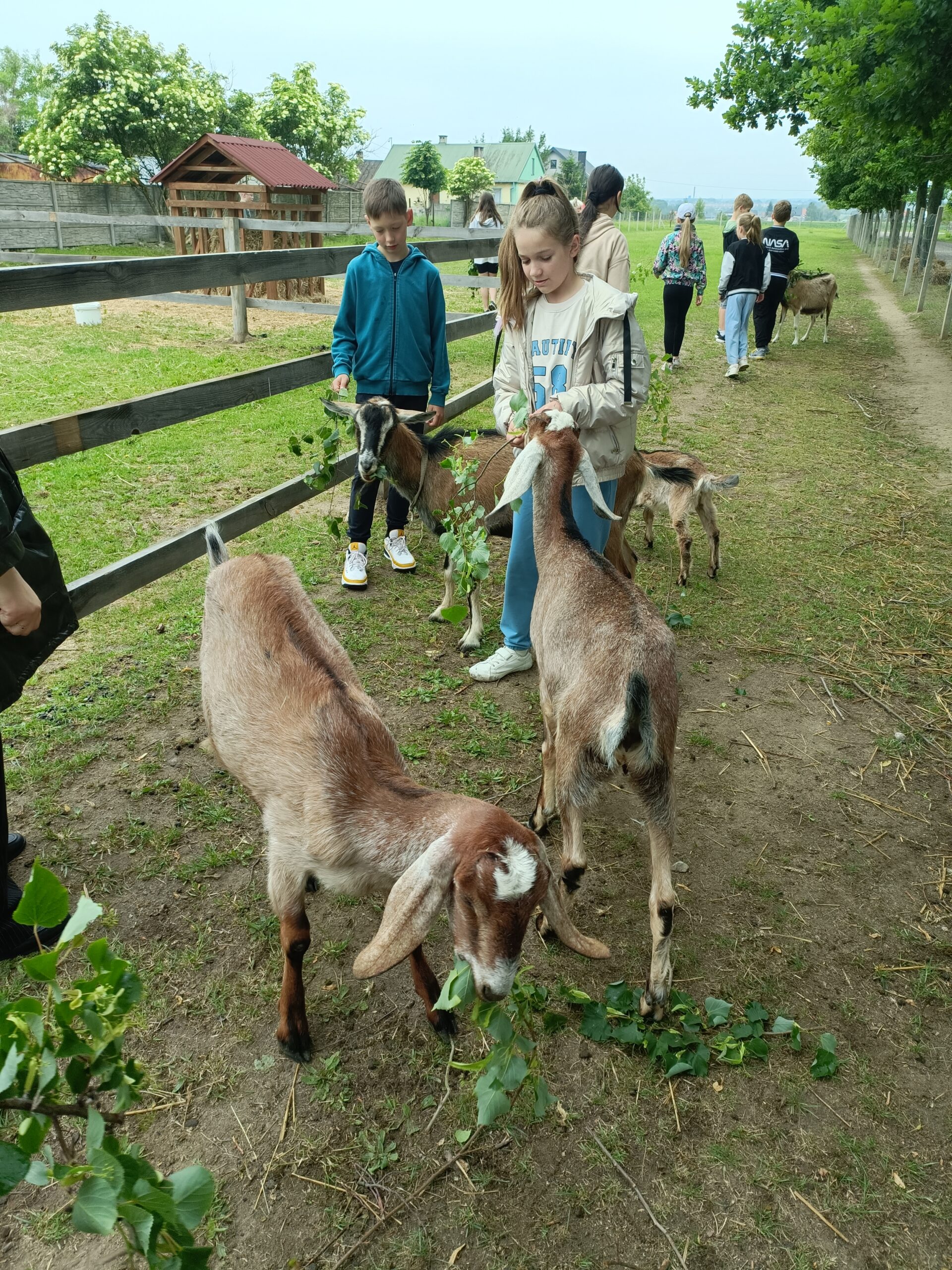 Wesołe Alpaki wycieczka z okazji dnia dziecka.