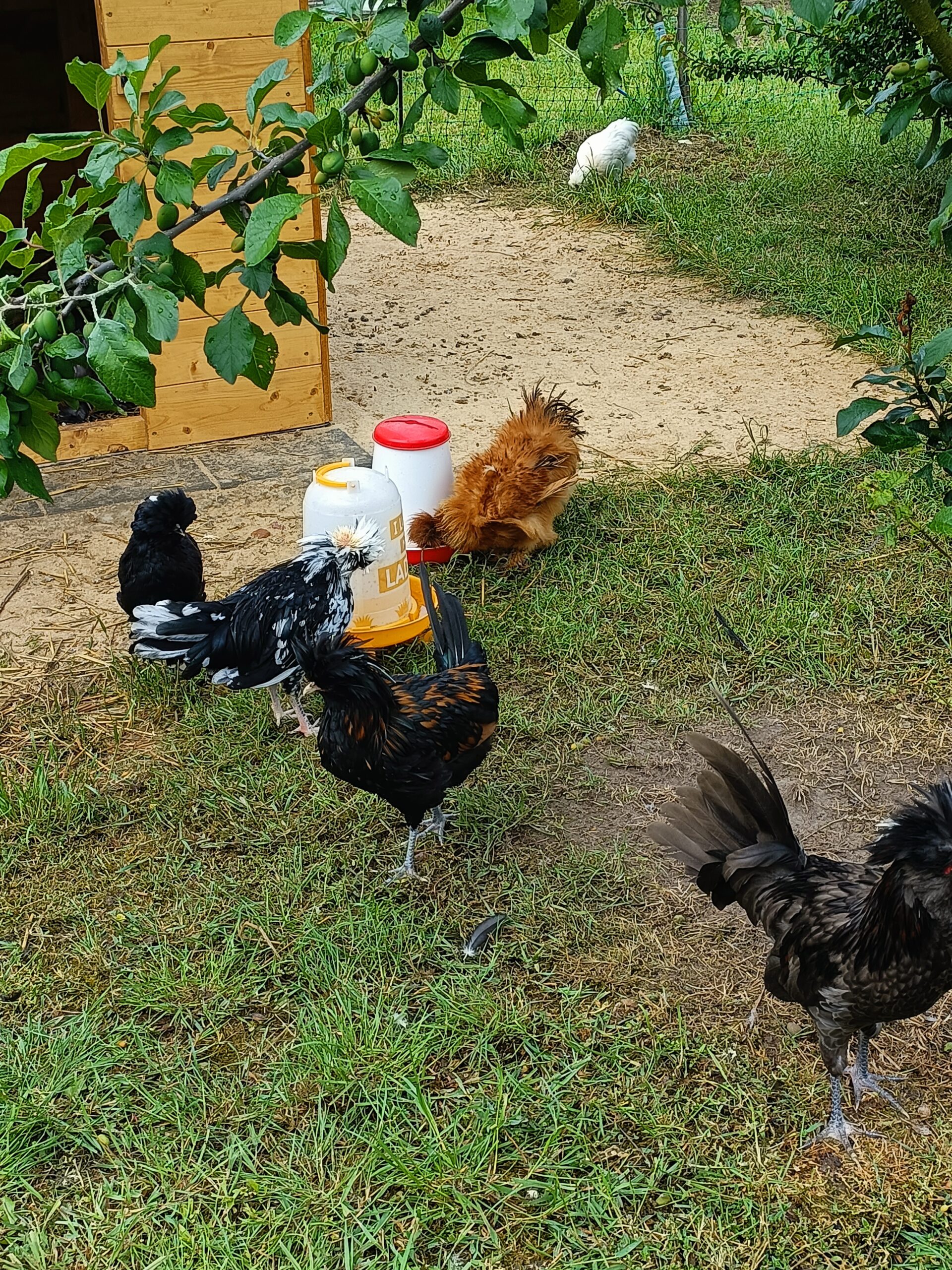 Wesołe Alpaki wycieczka z okazji dnia dziecka.