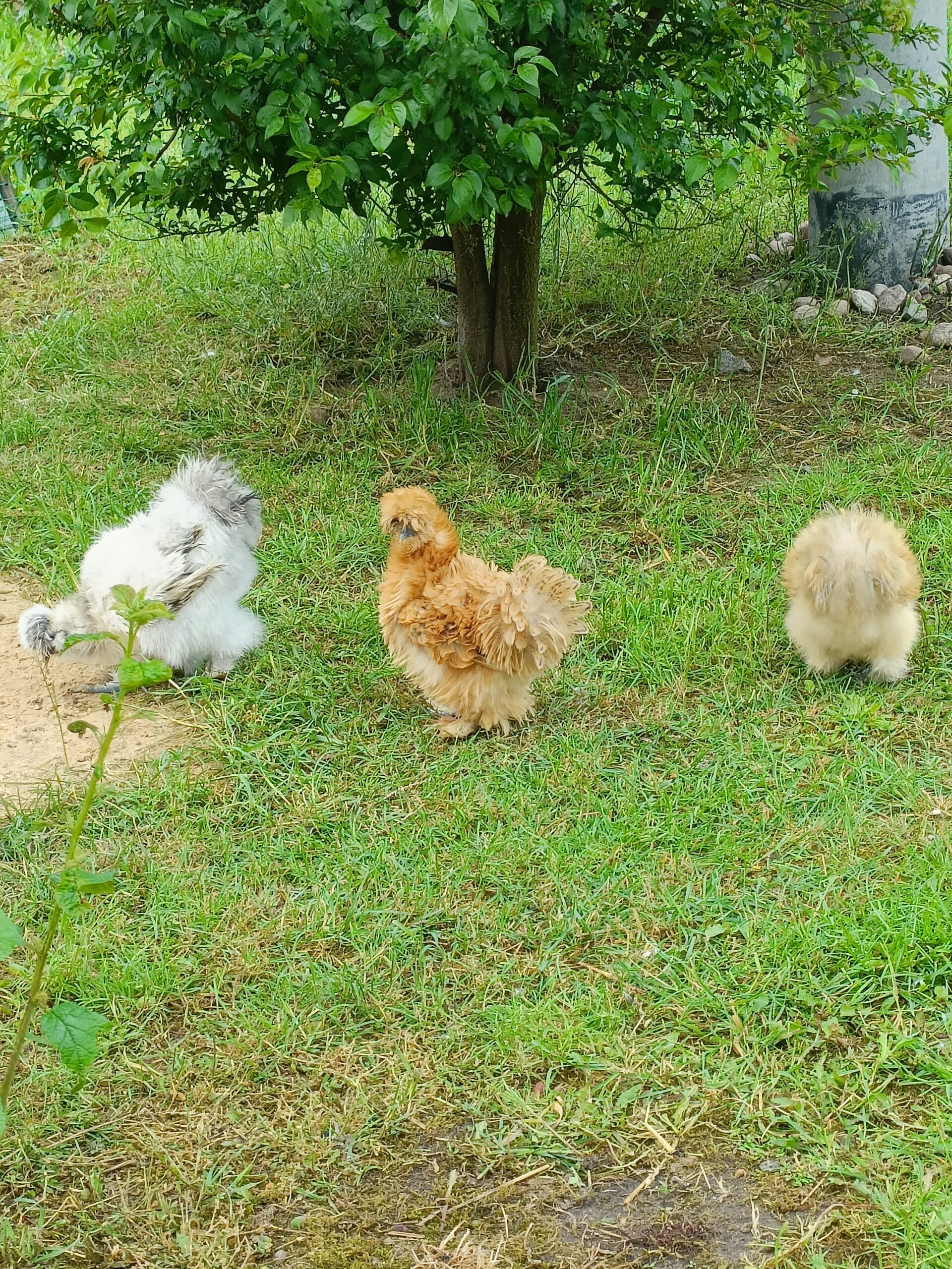 Wesołe Alpaki wycieczka z okazji dnia dziecka.